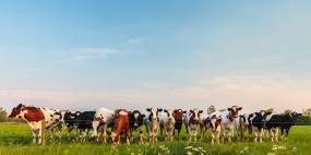 Curious Dutch milk cows in a row